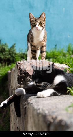 Two cats, one lounging on a ledge in the foreground Stock Photo