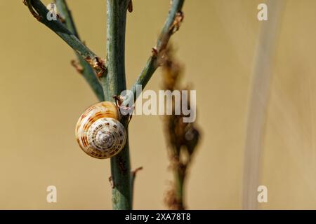 A closeup of a snail on a stem Stock Photo