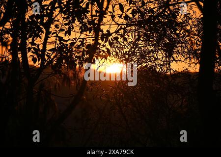 The sun rises brightly behind trees and bushes in rural setting Stock Photo