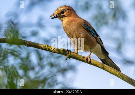 A closeup shot of a Eurasian jay bird perched on a branch Stock Photo