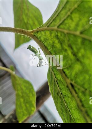 Close-up of praying mantis on leaf stem Stock Photo