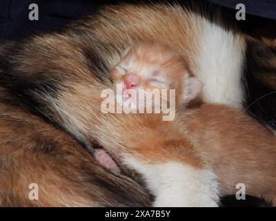 An adorable orange kitten peacefully napping in the embrace of a larger cat Stock Photo