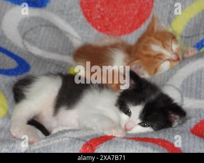 Two tiny cats snuggle on a cozy comforter side by side Stock Photo