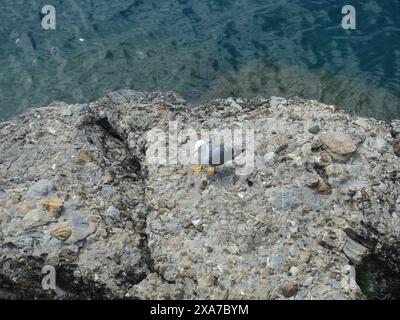 A seagull perched on a rock gazing at the sea Stock Photo