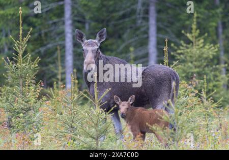 A mother moose and her calf grazing in a forest Stock Photo