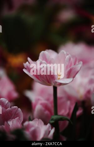 A solitary pink flower blossoming in a meadow Stock Photo