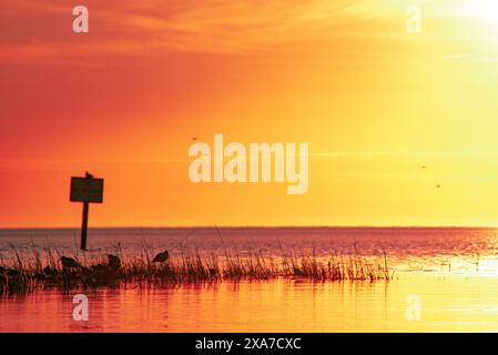 Red sunset fills the frame with sparse water foliage and a sign with birds perched in the foreground Stock Photo