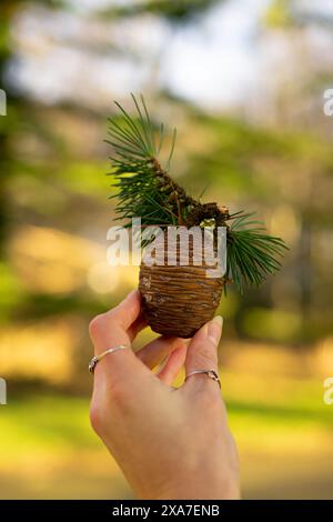 A vertical closeup of a person hand holding a small pine cone Stock Photo
