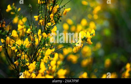 wild tiny small yellow flowers on top of the hill Stock Photo - Alamy