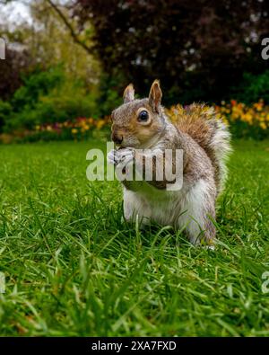 a Squirrel standing on grass, eating food with paws Stock Photo