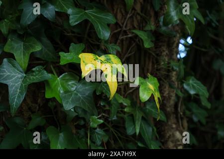 Beautiful green plants growing on large tree stumps Stock Photo