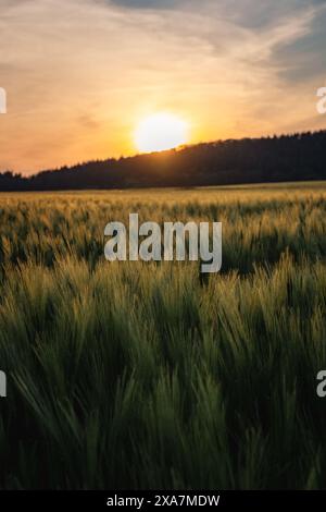 Sunset over the green barley field with the cloudy sky Stock Photo