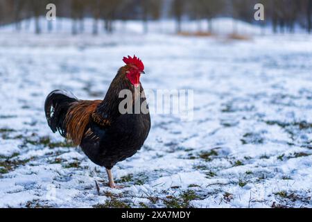 A Chicken standing in snowy field with trees in background Stock Photo