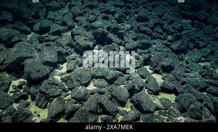 Ferromanganese nodules on the sea floor. These are nodules containing iron and manganese. In geology, nodules are rocks which grow outwards radially around a central nucleus, forming concentric layers. The contents of these nodules can provide information about changes to seawater chemistry over time. Stock Photo