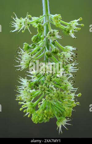 Sycamore (Acer pseudoplatanus) blossom. The sycamore tree is native to central Europe and western Asia. It can grow to 35 metres and live for 400 years. It bears small, green-yellow flowers that hang in spikes or 'racemes'. Photographed in April in Dorset, UK. Stock Photo