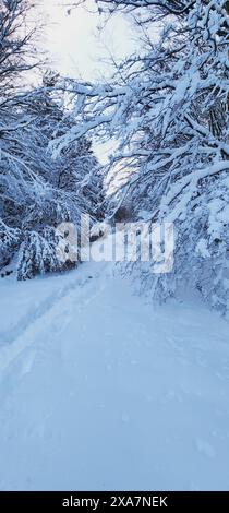 Snow-covered woods with a dirt road cutting through Stock Photo