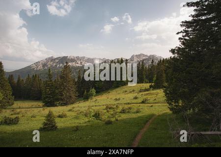Scenic view of tall pine trees in the background, seen from an open meadow Stock Photo