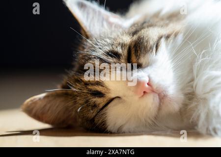 A gray and white cat peacefully napping, resting its head on its paws Stock Photo