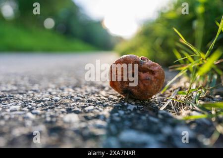 Charred apple on sidewalk near grass Stock Photo