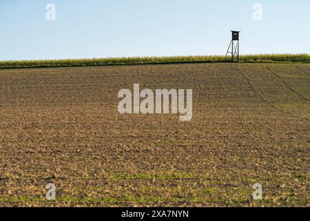 Corn field with distant water tower Stock Photo