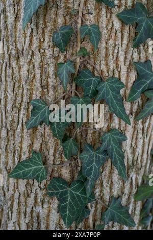 Tree trunk with ivy growing on the bark Stock Photo