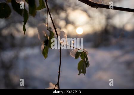 Snow-covered leaves on tree branches with a sun shining through Stock Photo