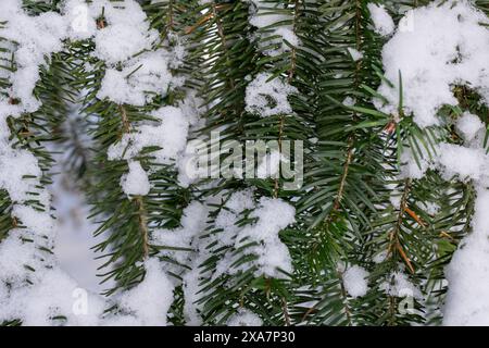 Snow-covered pine tree branches with fir needles Stock Photo