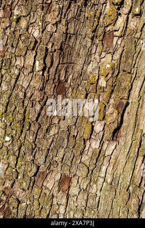 Close-up shot of tree bark with patches of moss Stock Photo