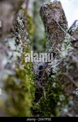 Spider web hanging from tree limb Stock Photo