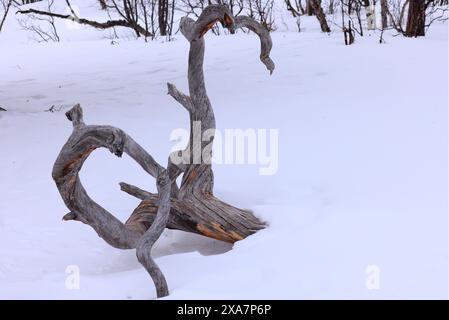 A fractured tree stands in a snow-covered landscape Stock Photo