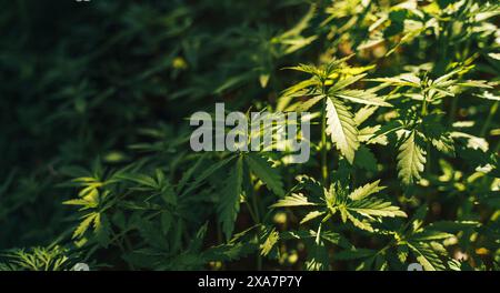 Background of large bushes of wild hemp under sunlight Stock Photo