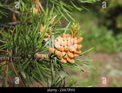 Lodgepole Pine (Pinus contorta) cones on a branch in Beartooth Mountains, Montana Stock Photo