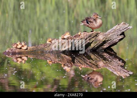 Mallard Duck mother and babies sitting on the tree trunk reflected on the water with green foreground and background, Canada Stock Photo