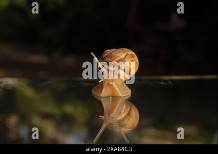 Snail and its reflection on a glass background. Black background. Stock Photo