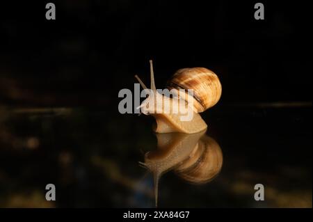 Snail and its reflection on a glass background. Black background. Stock Photo