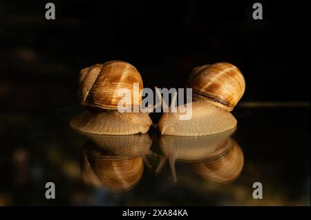 Two snails and their reflection on a glass background. Black background. Stock Photo