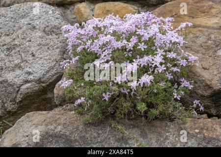 Creeping phlox (Phlox subulata), Phlox subulata 'Candy Stripes', North Rhine-Westphalia, Germany Stock Photo