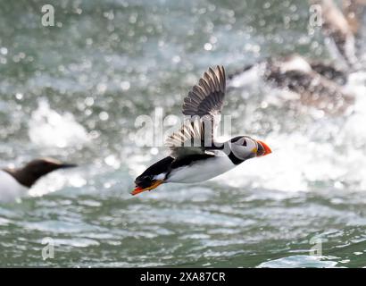 a puffin amongst seabirds taking flight from a passing boat Stock Photo