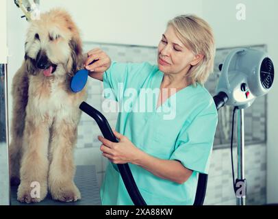 Hairdresser professional dries hair by fen dog fur Afghan hound dog in hairdresser for animal Stock Photo