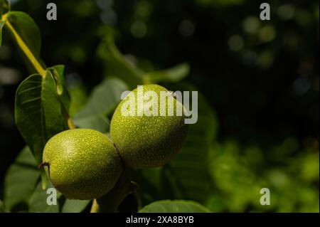 A pair of unripe green walnuts on the branch. Stock Photo