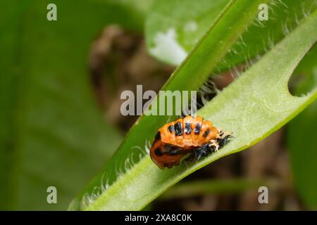 Close-up of a ladybug pupa on a blade of grass Stock Photo