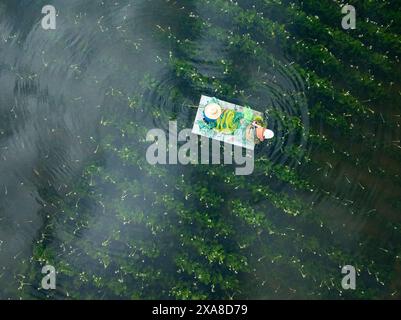 Eryuan. 5th June, 2024. Villagers harvest ottelia acuminata flowers at ...