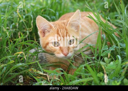 Domestic Cat. Ginger kitten (3 month old) in grass Stock Photo