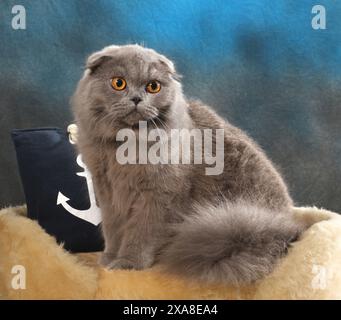 Highland Fold. An adult blue cat sitting on a pet bed next to a pillow with anchor motif Stock Photo