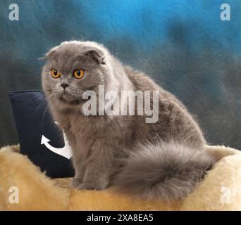Highland Fold. An adult blue cat sitting on a pet bed next to a pillow with anchor motif Stock Photo