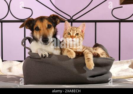 Maltese dog with young cat (red tabby) lying in a bag Stock Photo
