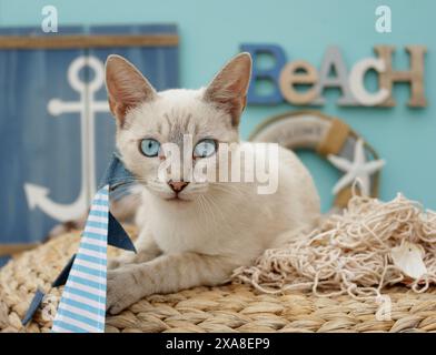 Domestic cat., Siamese mix (tabby point). Adult cat on a basket in maritime decoration Stock Photo