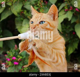 Domestic Cat. Kitten (3 month old, ginger) playing in a garden with a feather teaser Stock Photo