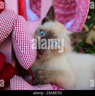 Siamese Cat/Thai Cat. Kitten (7 weeks old, seal point) playing on a little chair in the garden Stock Photo