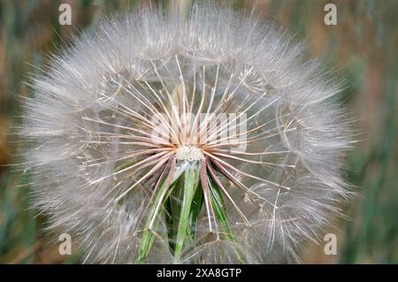Western Salsify (Tragopogon dubius). Seed head. Germany Stock Photo